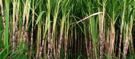 How To Grow Sugar Cane: Planting And Optimum Conditions