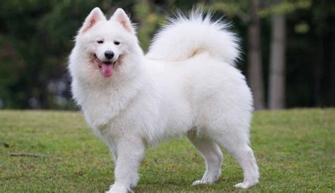 Samoyed vs American Eskimo Dog - Breed Comparison