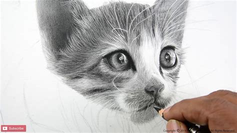 HOW TO DRAW A CAT | REALISTIC CAT | 65+ HOURS TIMELAPSE | PORTRAIT ...