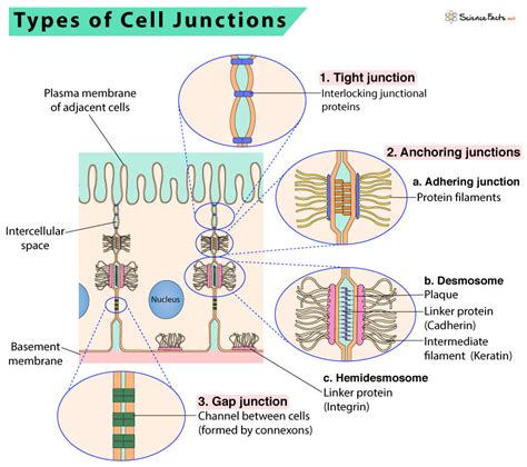 Cell Junctions Definition Types And Function | The Best Porn Website