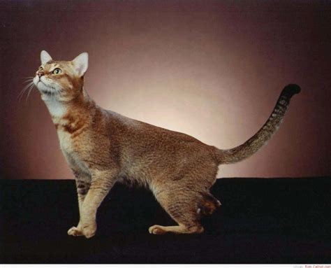 Chausie cat breed - Pet Paw