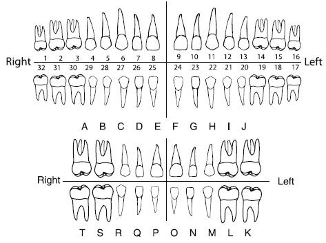 Dental Education - Wolfe Family Dental