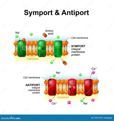 Symport Et Antiport Systèmes De Transport De Membrane Cellulaire ...