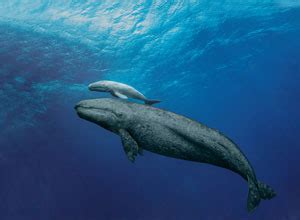 (Video) Simulation of A Blue Whale Giving Birth – Visualizing Birth