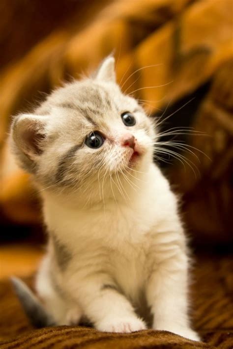 What is the cutest cat in the world? Here are the 20 cutest cat breeds that e..., #Breeds... in ...