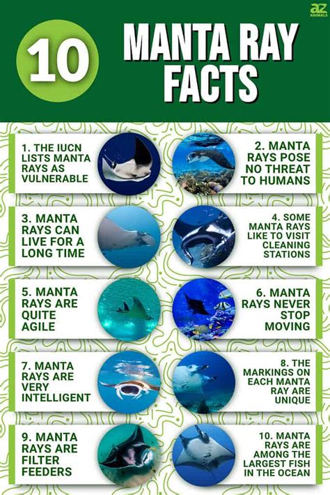 10 Incredible Manta Ray Facts - A-Z Animals