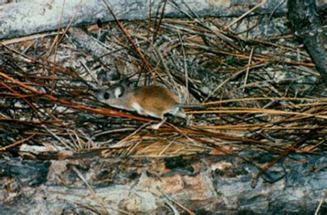 Cotton Mouse | Peromyscus gossypinus | Mammal