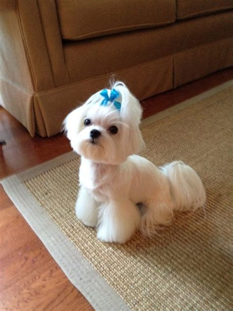 45+ Maltese Grooming Pictures - l2sanpiero