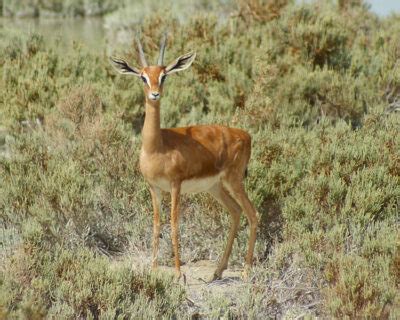 National animal of Palestine - Mountain gazelle | Symbol Hunt