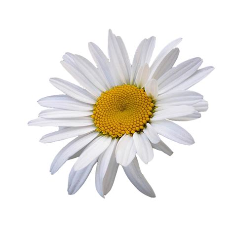 Oxeye daisy Common daisy Flower Chamomile Clip art - flower png download - 1500*1500 - Free ...