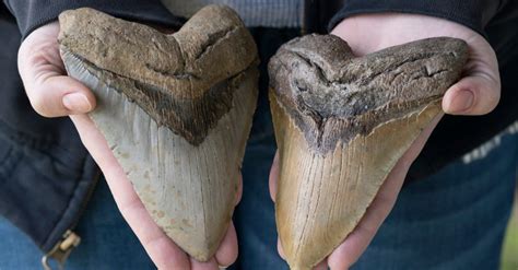 Megalodon Teeth: Everything You Need to Know - A-Z Animals