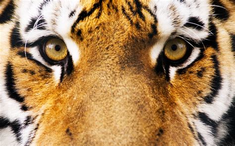 animals, Eyes, Tiger Wallpapers HD / Desktop and Mobile Backgrounds