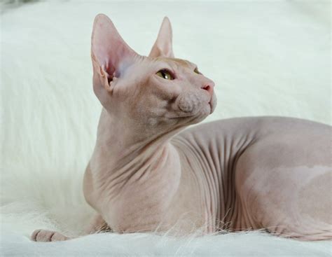 Watching Donskoy or Don Sphynx photo and wallpaper. Beautiful Watching Donskoy or Don Sphynx ...