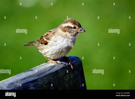 Hedge sparrow nest uk hi-res stock photography and images - Alamy