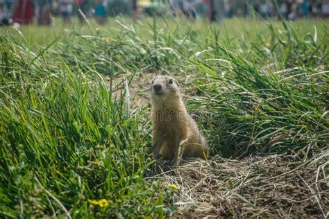 Funny Gopher Face stock photo. Image of gopher, mouth, prairie - 612532