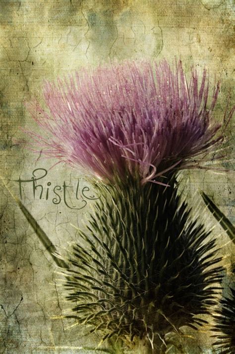 Thistle | Thistle, Botanical illustration, Scotland