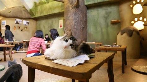 Paw-sitive response to Perth cat cafe proposal in 2024 | Cat cafe, Cats, Cat design