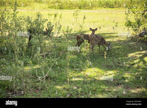 A herd of small Palawan deer in a sunlit meadow with shrubs Stock Photo - Alamy