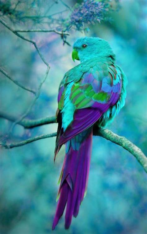 17 Best images about Parrots and other Beautiful Birds on Pinterest ...