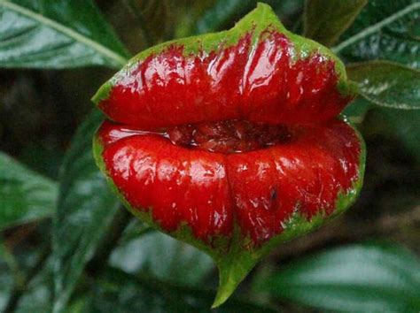 Lips... | Amazon rainforest plants, Rainforest plants, Rainforest flowers