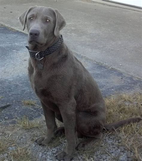 Silver Lab Puppies For Sale Ontario