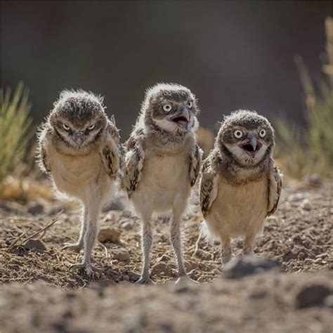 Photo by @smkeenaphotography A trio of burrowing owl babies (Athene cunicularia) out of their ...