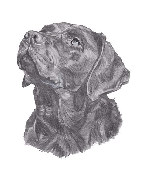 "Classic Labrador Retriever Dog Profile Drawing" Stickers by LaLanny ...