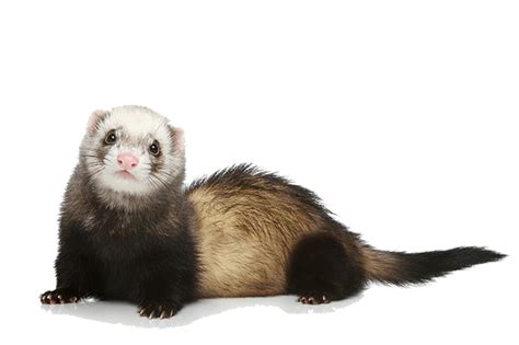 What Is A Ferret? (Definition and Myths)