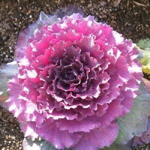 Flowering Cabbage Seeds Pigeon 50 Victoria Pink flowering kale Seeds | eBay