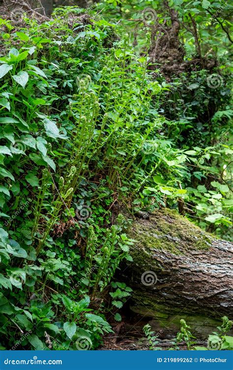 Plants and Ferns Growing on the Rhizome of a Fallen Tree Stock Photo ...