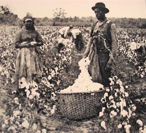 Cotton Plantations Slavery