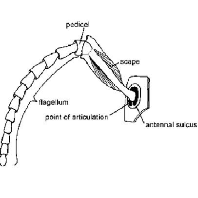 Entomology For Students: antenna