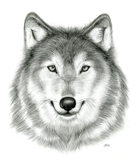 Gray Wolf Drawing DeviantArt Pencil Sketch, PNG, 1600x1861px, Gray Wolf, Art, Art Museum ...