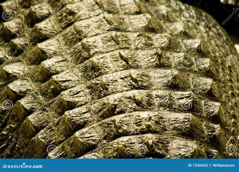 Alligator Skin Stock Photography - Image: 1550432