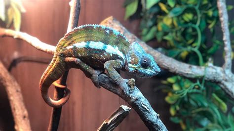 Chameleon Care Sheet - Basic Care For Chameleons - HugglePets