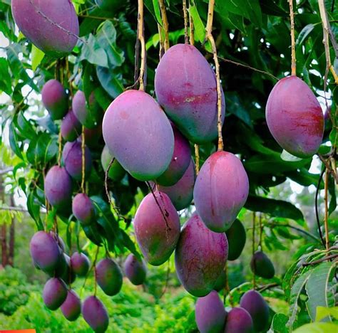 Black Mango/Mango Tommy Atkins - SugarFree Fruit Plants – Exotic Flora