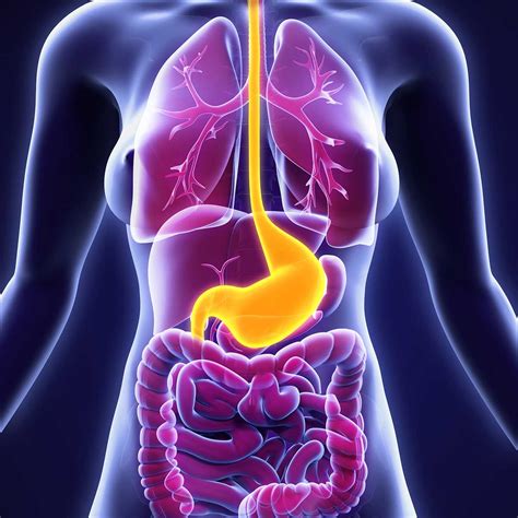 Upper Gastrointestinal Tract Diagram