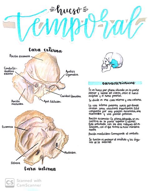 Hueso temporal. | Anatomia del hueso, Anatomía médica, Huesos anatomia