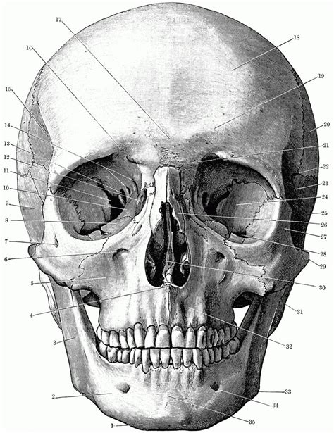 Printable Skull Anatomy Coloring Pages