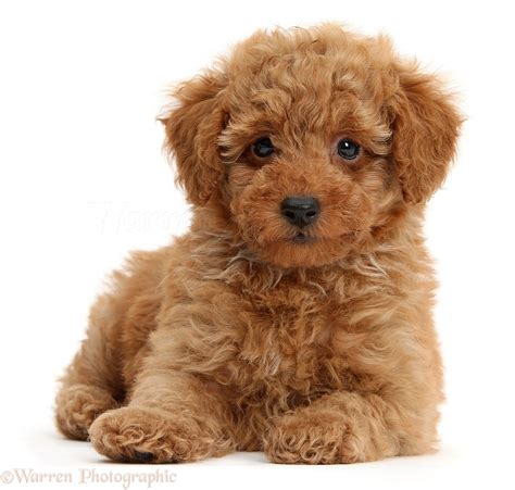 Dog: Cute red Toy Poodle puppy photo WP40748