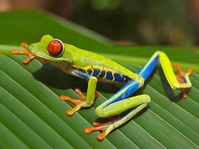 Tree Frog | Habitat, Types & Facts | Study.com