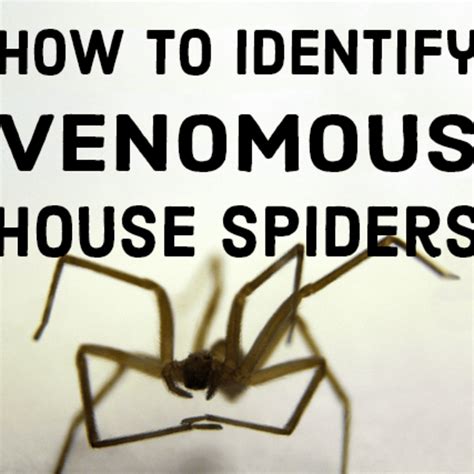 Hobo Spider Vs Giant House Spider