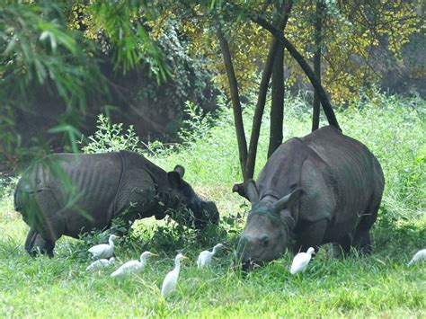 Assam State Zoo Cum Botanical Garden, Guwahati - Timings, Safari Cost, Best Time to Visit