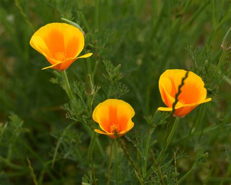 identification - What is the name of this plant orange/yellow flower? - Gardening & Landscaping ...