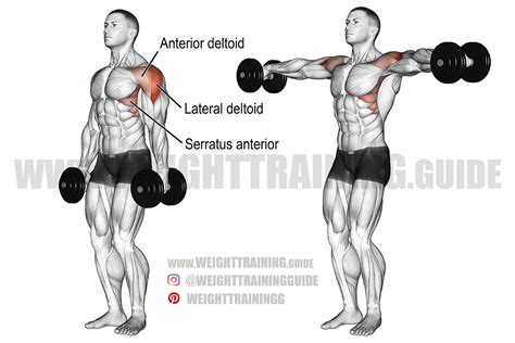 Seated Dumbbell Lateral Raise Instructions And Video, 54% OFF