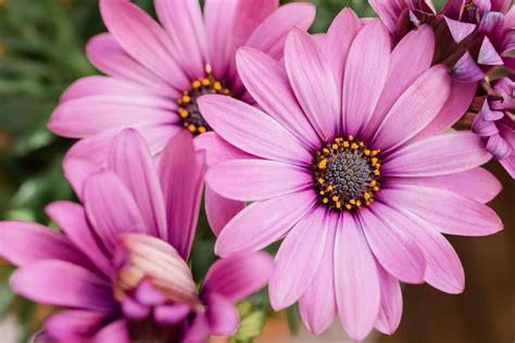 African Daisy: Plant Care & Growing Guide