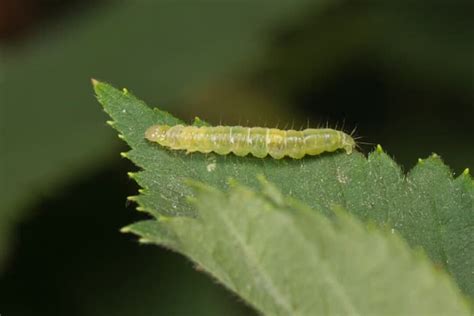 13 Apple Tree Pests: How to Get Rid of and Prevent Them on Apple Trees ...