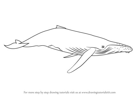 Learn How to Draw a Humpback Whale (Marine Mammals) Step by Step : Drawing Tutorials