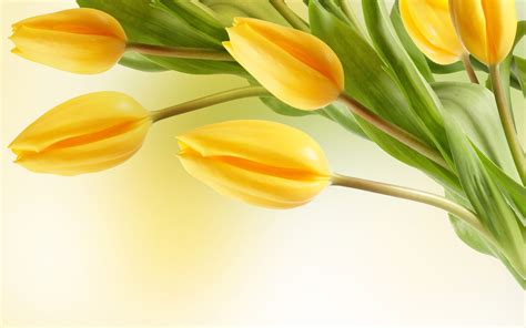 Tulip flowers Wallpapers - HD Wallpapers 80030