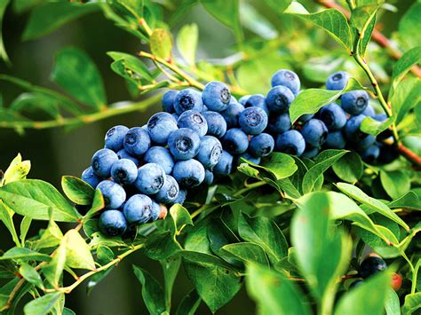 Growing Blueberry bush in containers | How to grow Blueberry plant - Naturebring